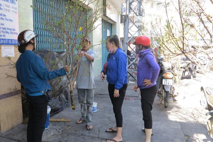 Khách đang chọn mua cành mai.