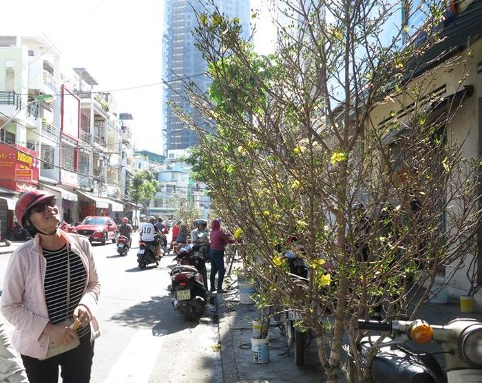 Khách thích thú, ngắm nhìn những cành mai bung nở đẹp mắt.
