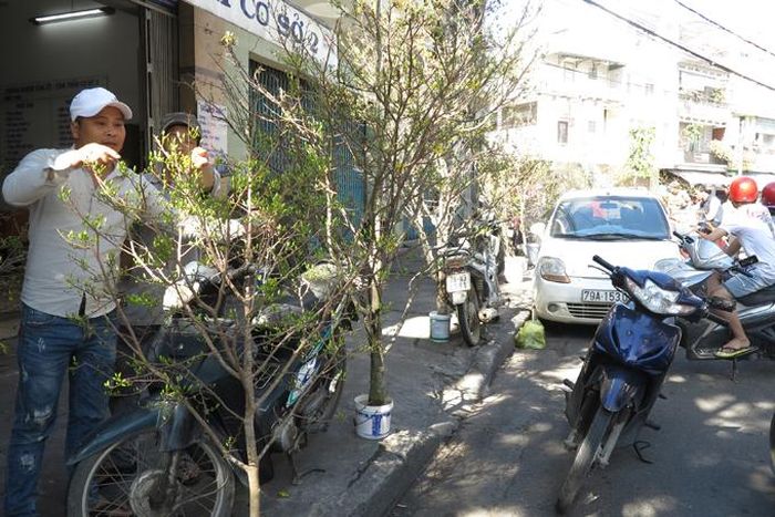 Nhiều cành mai đầy búp chào bán trên đường Sinh Trung.