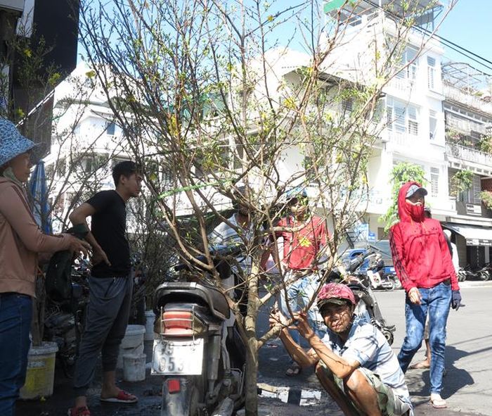 Cành mai vừa nhập chợ, được giới thiệu giá bán 4 triệu.