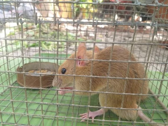 Cặp chuột lông vàng do anh Sang bẫy được. 