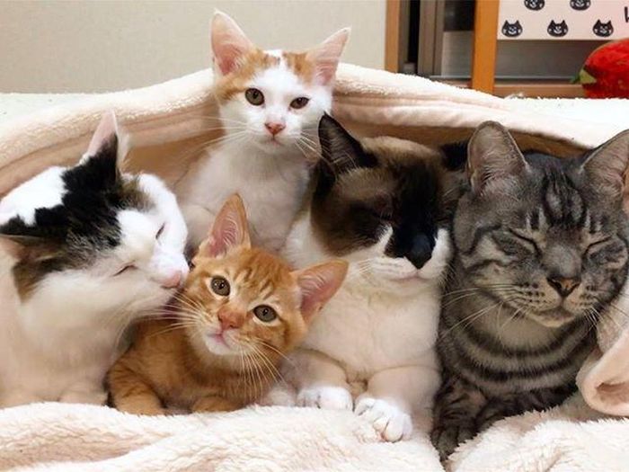 Chúng không chỉ thích bám chặt lấy nhau cả ngày, còn thích dựa dẫm và ôm chặt nhau khi ngủ.
