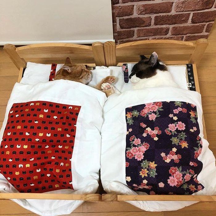 Theo chủ nhân của "biệt đội mèo cưng", trong số 6 con mèo thì chỉ có 2 con mèo con, còn lại là mèo trưởng thành. Những con mèo con vẫn còn hơi nhút nhát, ngược lại những con mèo lớn rất hợp nhau, cũng rất hiểu ý nhau.