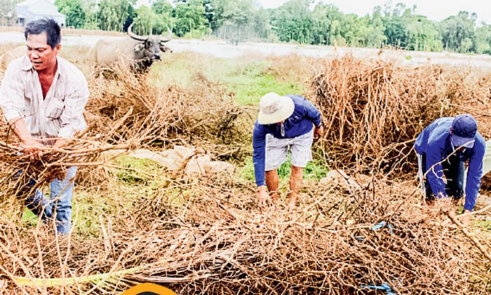 Người dân An Giang bắt chuột bằng cách dỡ chà