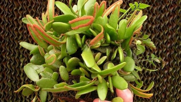Cây lưỡi mèo tai chuột
