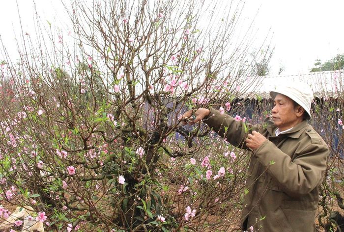 Hoa đào mang ý nghĩa đem lộc xuân vào nhà trong năm mới. 