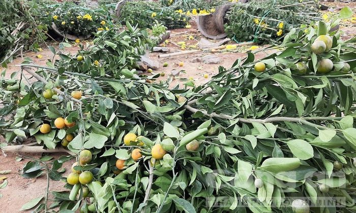 Quất cũng chung tình cảnh tại chợ hoa