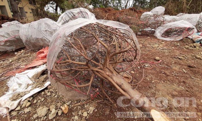 Một cây đào lớn bị tiểu thương chặt gốc 