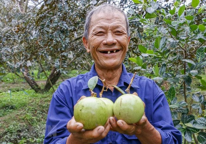 Nông dân HTX Trường Khường A, huyện Phong Điền vui mừng vì vú sữa bao trái được giá. (Ảnh: Thanh Liêm/TTXVN)