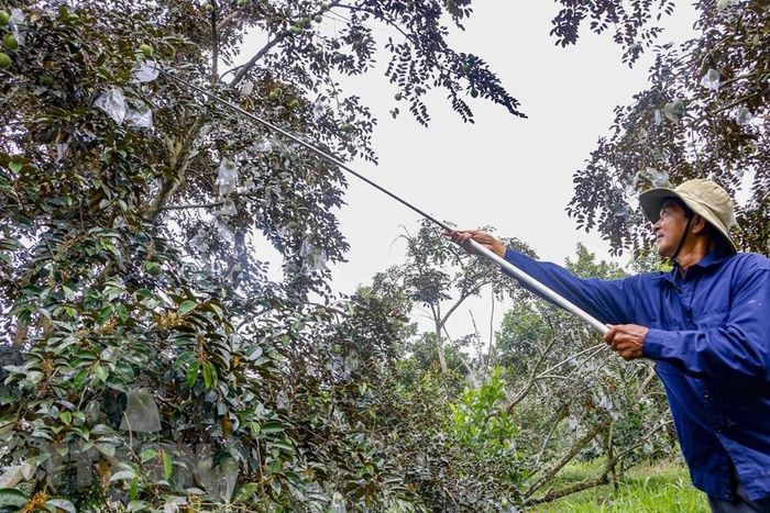 Trái vú sữa được bao lại khi còn non giúp tránh sâu hại, giảm bớt lượng thuốc cần phun xịt, mẫu mã đẹp, an toàn. (Ảnh: Thanh Liêm/TTXVN)