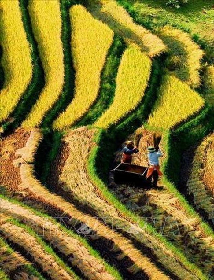 Ruộng bậc thang - Nét đẹp văn hóa và công trình nghệ thuật độc đáo của đồng bào các dân tộc vùng cao phía Bắc.