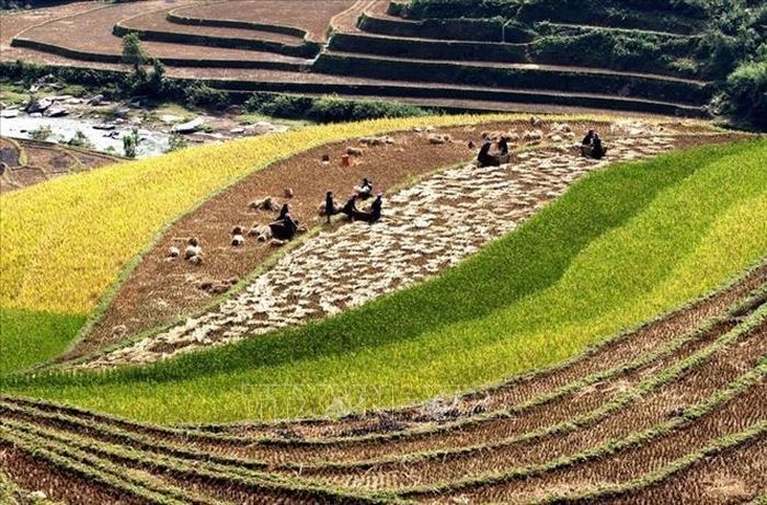 Mùa gặt trên những thửa ruộng bậc thang huyện Mù Cang Chải (Yên Bái).