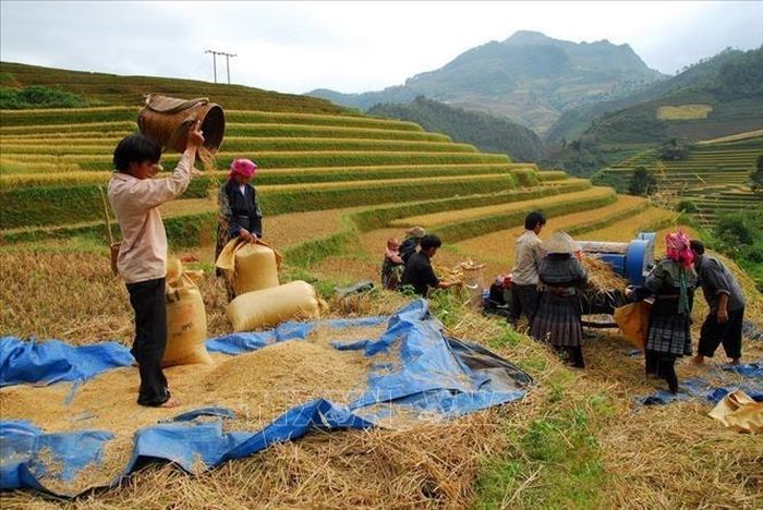 Ngày mùa vùng cao Tây Bắc.