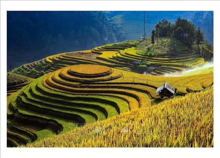 Ruộng bậc thang Mù Cang Chải vào mùa lúa chín.