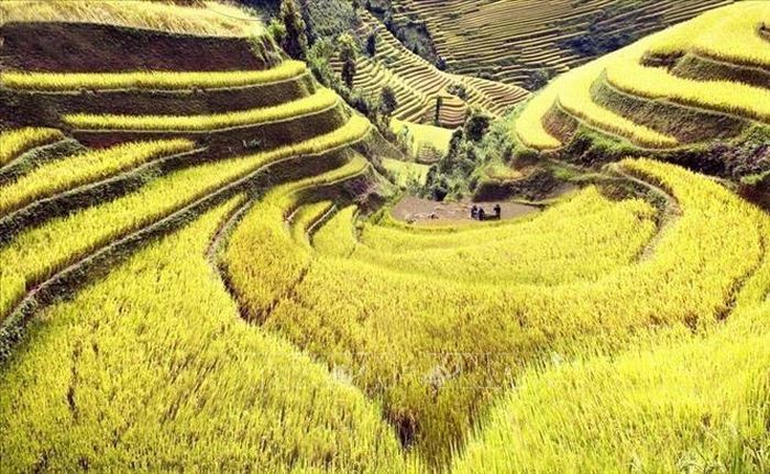 Thửa ruộng bậc thang hình trái tim ở xã La Pán Tẩn, huyện Mù Cang Chải, tỉnh Yên Bái.