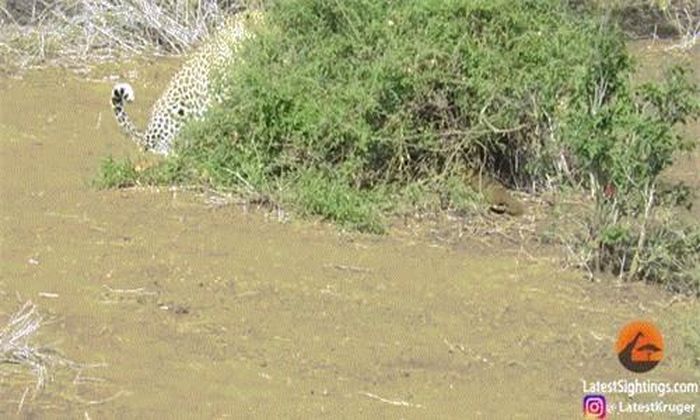  Màn đấu trí vòng vo của báo đốm và cầy mangut khiến nhiều người nhớ đến những màn rượt đuổi hài hước, hấp dẫn của hai nhân vật hoạt hình nổi tiếng thế giới là mèo Tom và chuột Jerry. 