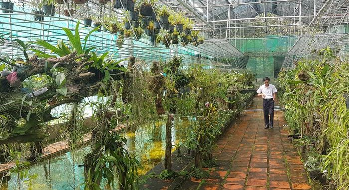 Mỗi loài lan được trồng trên mỗi giá thể, ánh sáng và điều kiện chăm sóc khác nhau.