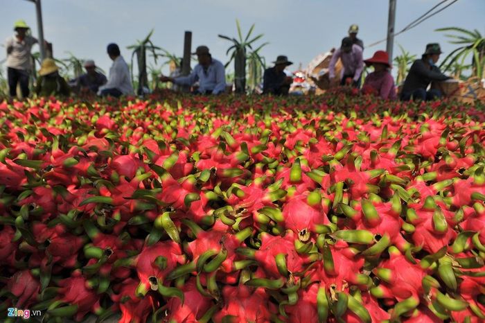  Theo tính toán của nhà vườn, nếu thanh long bán được giá khoảng 12.000 đồng/kg mới bù được chi phí sản xuất. Tuy nhiên, giá hiện chỉ khoảng 4.000 - 5.000 đồng/kg. 