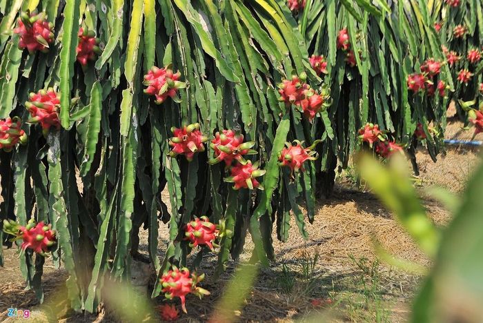  Thanh long rớt giá thảm khiến gia đình ông Bé Tư thua lỗ, số tiền bán không bù được chi phí sản xuất. Trong khi trao đổi với phóng viên, vợ chồng ông vẫn thất thần không hiểu nguyên nhân vì sao lại có tình trạng như vậy. 