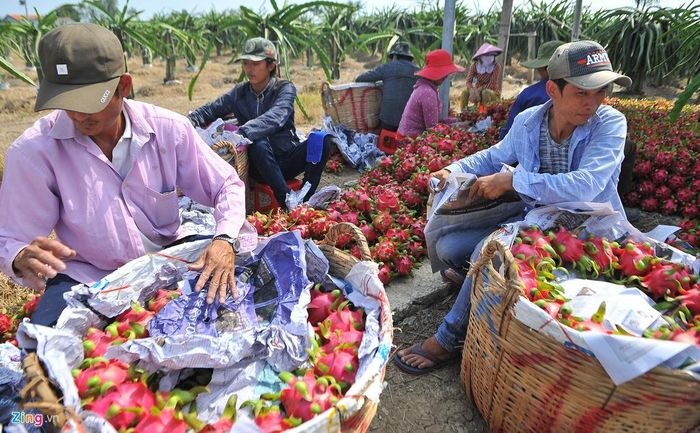  Dù thanh long rớt giá thảm, tuy nhiên mọi người vẫn thu hoạch kiểu bán tháo, mong muốn kiếm thu nhập đề bù vào chi phí sản xuất trong nhiều tháng ròng. 