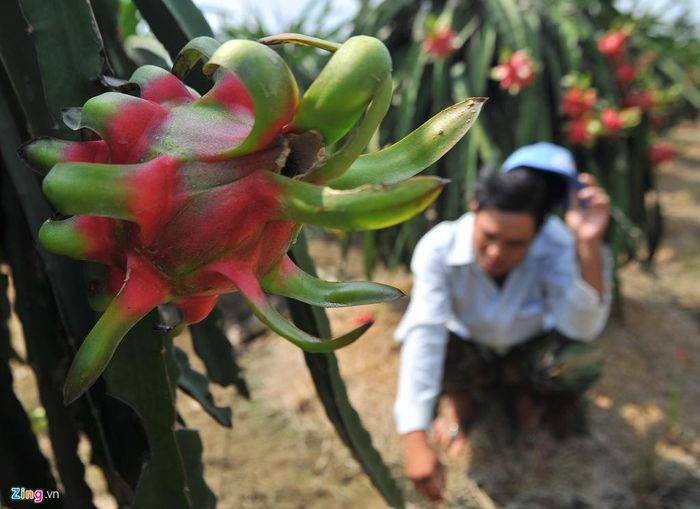  Cũng tại xã Long Trì, vườn thanh long 250 gốc của nông dân Trần Thanh Nhã đã đến thời điểm thu hoạch nhưng thương lái không mua. Hàng ngày ngoài việc cố tìm cách để bán, ông ra vườn để xem chúng có bị thối nứt hay không. Ông bảo nếu đến lứa thì phải thu hoạch nhanh, chậm vài ngày là thanh long chín sẽ rụng, hoặc thối nứt. 