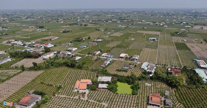  Trồng thanh long là nghề cho thu nhập chính của người dân xã Long Trì, huyện Châu Thành. Việc loại hoa quả này bị rớt giá đã khiến nhiều nông dân thua lỗ nặng. Mọi người mong muốn ngành chức năng can thiệp trợ giá, tìm kiếm đầu ra ổn định hơn cho sản phẩm của họ. 
