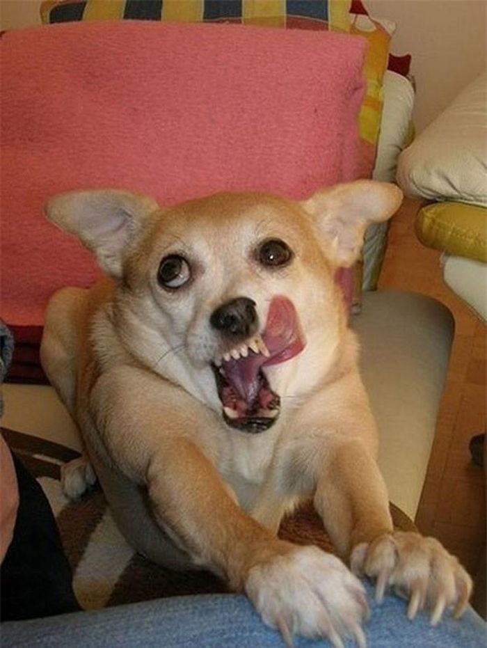  Xét về độ "diễn sâu", chủ nhân của chú chó này chắc chắn thua xa chú ta. (Nguồn Bored Panda) 