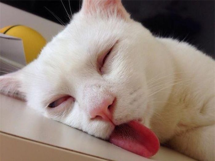  Sau một đêm quậy tung nhà, chú mèo ngủ cũng phải thè lưỡi ra để thở. (Nguồn Bored Panda) 