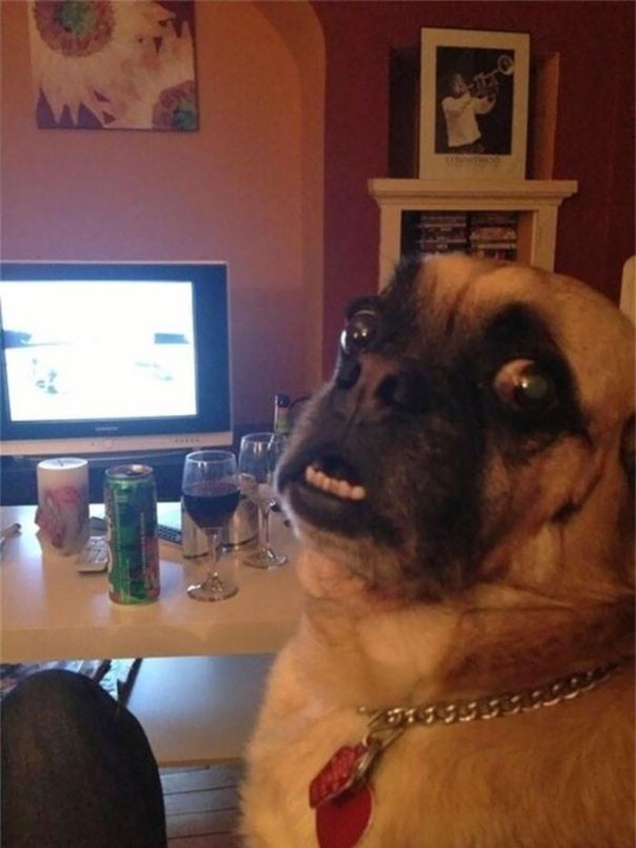  Bị chủ phát hiện lén rượu bia tụ tập, chú chó hốt hoảng trông cực thốn. (Nguồn Bored Panda) 