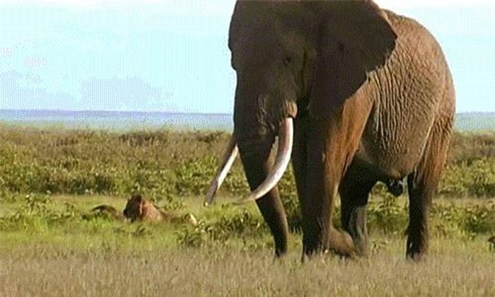 Không còn cách nào khác ngoài việc chấp nhận sự thật, voi mẹ bất lực xoay tấm thân nặng nề bước đi, không đành lòng nhìn voi con bị sư tử tàn nhẫn ngấu nghiến.