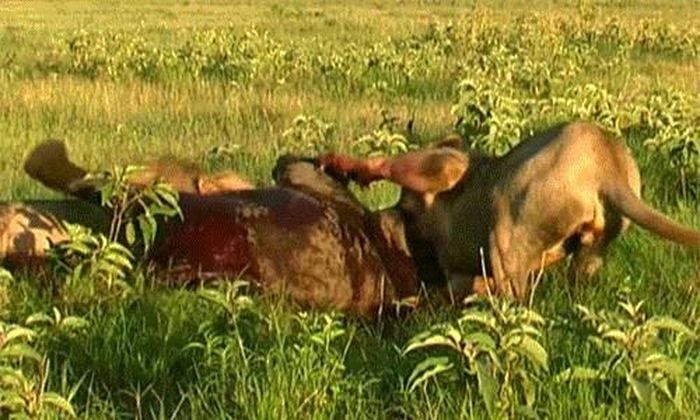 Cố gắng giãy giụa và cầu cứu mẹ trong tuyệt vọng cũng không giúp voi con thoát khỏi số phận trở thành thức ăn của những mãnh thú săn mồi đỉnh cao.