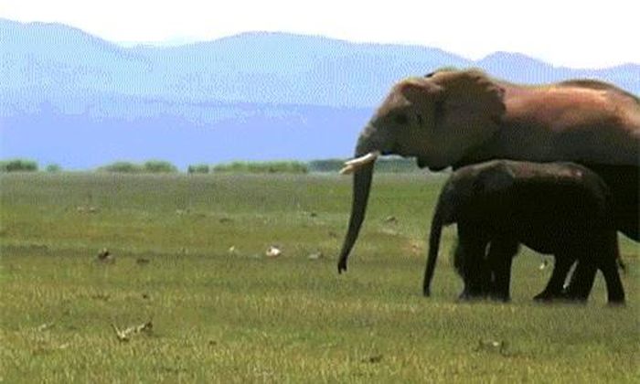 Sau khi tắm mát xong, voi con vẫn dính sát cạnh mẹ mình. Cả hai mẹ con di chuyển sang khu vực mà đàn voi đang chiếm lĩnh.