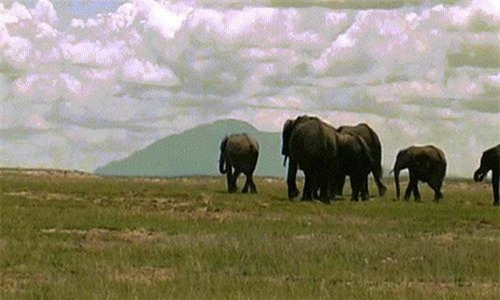 Nó quay trở về đàn và tiếp tục hành trình của loài voi khổng lồ, mang trong mình nỗi đau mất con không thể nào nguôi ngoai.