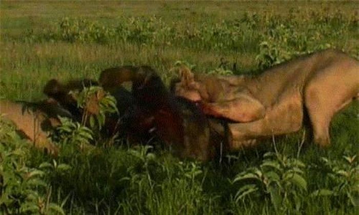 Chỉ trong một khoảnh khắc cực ngắn ngủi, voi con nhỏ bé thậm chí không có bất cứ cơ hội phản kháng nào đã bị hai con sư tử đực khống chế và giết chết.