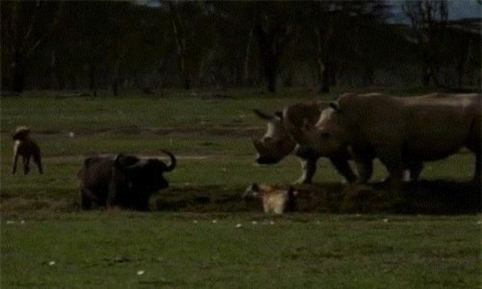  Có thể bạn không biết, trong vương quốc động vật, tê giác được coi là cảnh sát, là "cớm" chuyên bảo vệ những loài động vật yếu đuối, hiền lành khỏi sự lộng hành của những mãnh thú ăn thịt. 