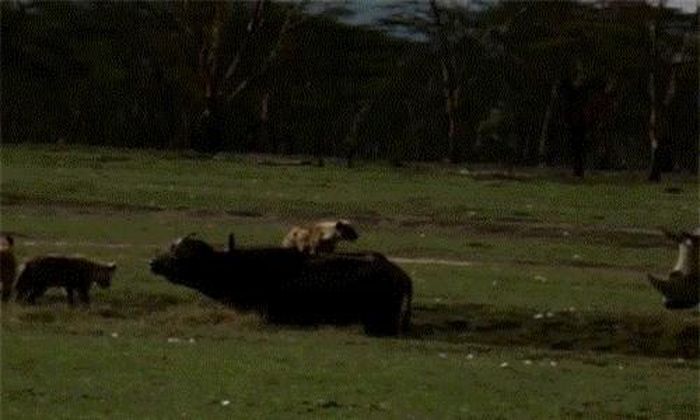  Trong ảnh là một đôi tê giác khổng lồ đang cứu giúp trâu rừng khi nó bị đàn linh cẩu hung dữ tấn công. 