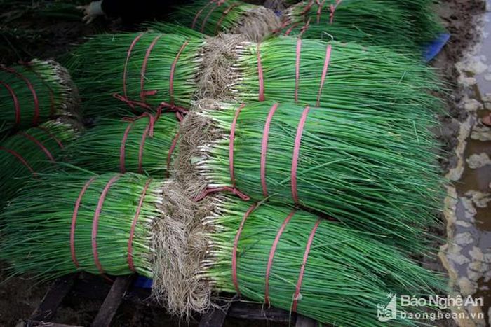 Hành hoa chỉ trồng thời gian hơn 1 tháng là có thể thu hoạch được. Ảnh: Quang An