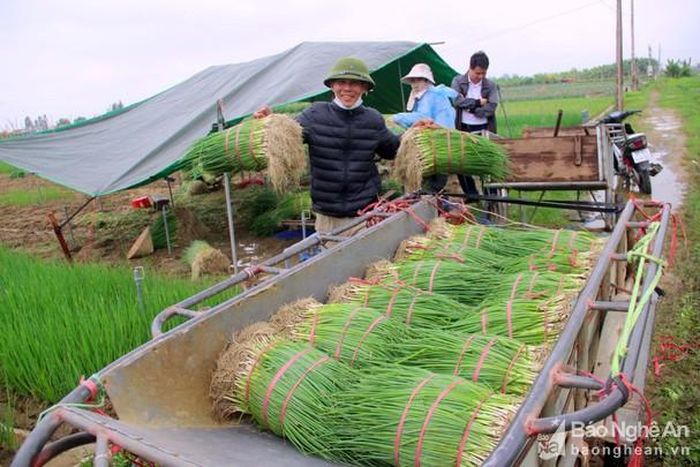 Vì sản lượng ít nên thương lái tìm ra tận để mua hành. Ảnh: Quang An