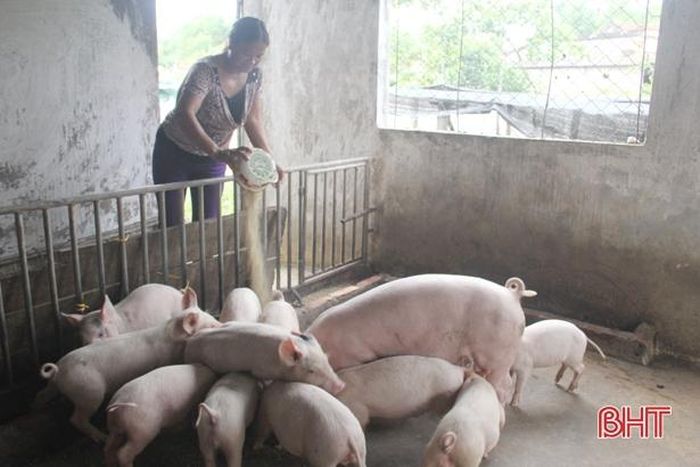 Hiện trên địa bàn tỉnh đã có 170 xã có dịch đã qua 30 ngày.