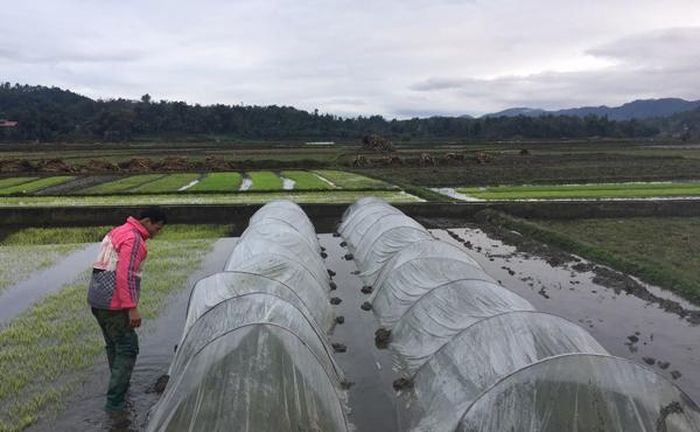 Nông dân xã Võ Lao kiểm tra mạ xuân.
