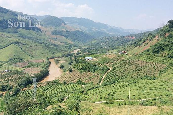 Người dân xã Chiềng Hắc phát triển cây ăn quả trên đất dốc.