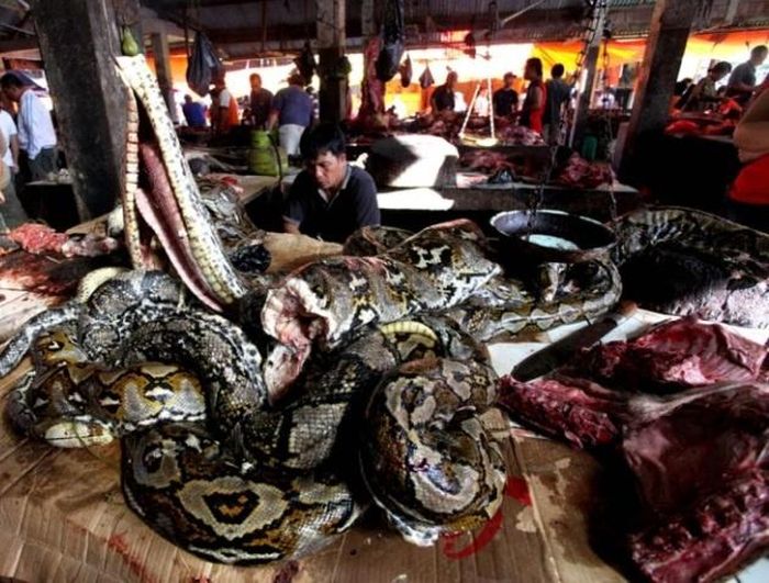 Ngoài món dơi hầm paniki, du khách đến tỉnh Bắc Sulawesi còn có thể thử chuột nướng, thịt rắn cùng nhiều món ăn kỳ lạ khác, đặc biệt tại khu chợ động vật nổi tiếng Tomohon.