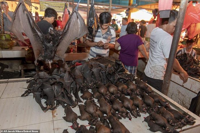  Tuy nhiên, trước sự bùng phát virus corona có nguồn gốc từ dơi ở Vũ Hán (Trung Quốc), các nhà hàng ở Manado (thủ phủ tỉnh Bắc Sulawesi) đã tạm thời dừng bán món dơi, do lo sợ lây lan dịch bệnh nguy hiểm từ loài virus gây chết người. 