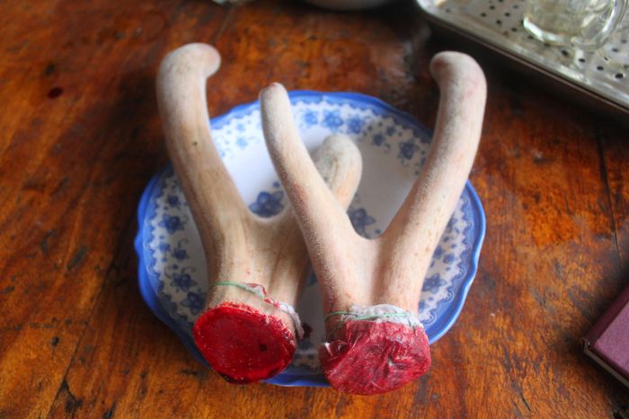 Cặp lộc nhung hươu vừa thu hoạch