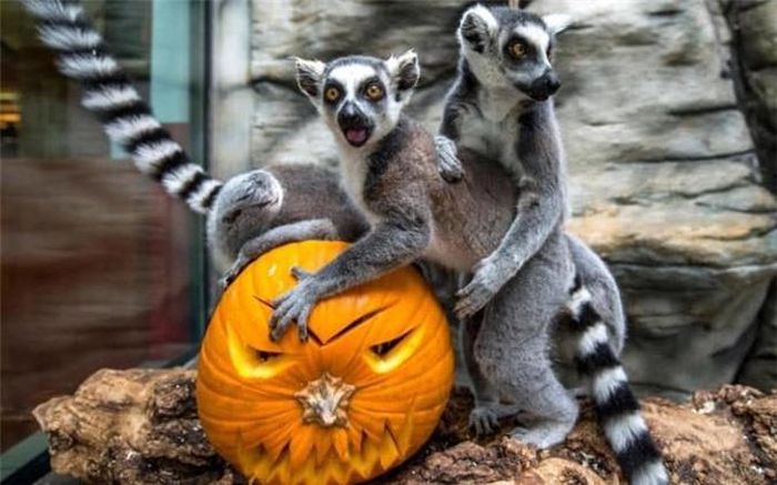  Vượn cáo tò mò khám phá bí ngô vào dịp lễ Halloween trong vườn thú ở Cộng hòa Czech. 