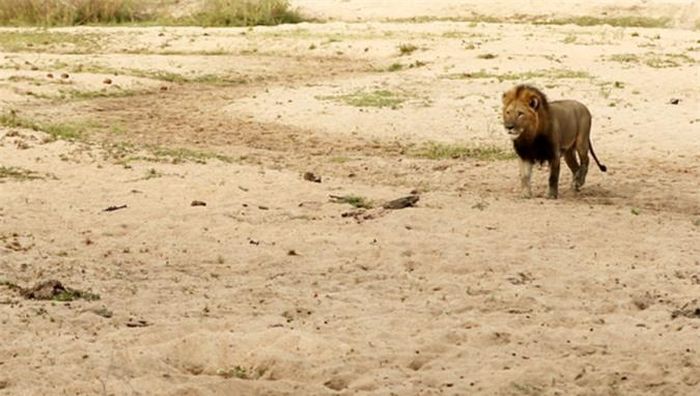 Sư tử đực lầm lũi tiến đến mà không gây ra bất cứ tiếng động nào. 