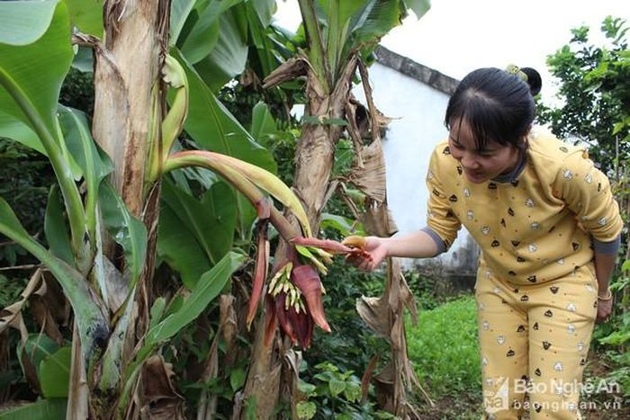 Cây chuối trổ buồng kỳ lạ. Ảnh: Hồng Diện