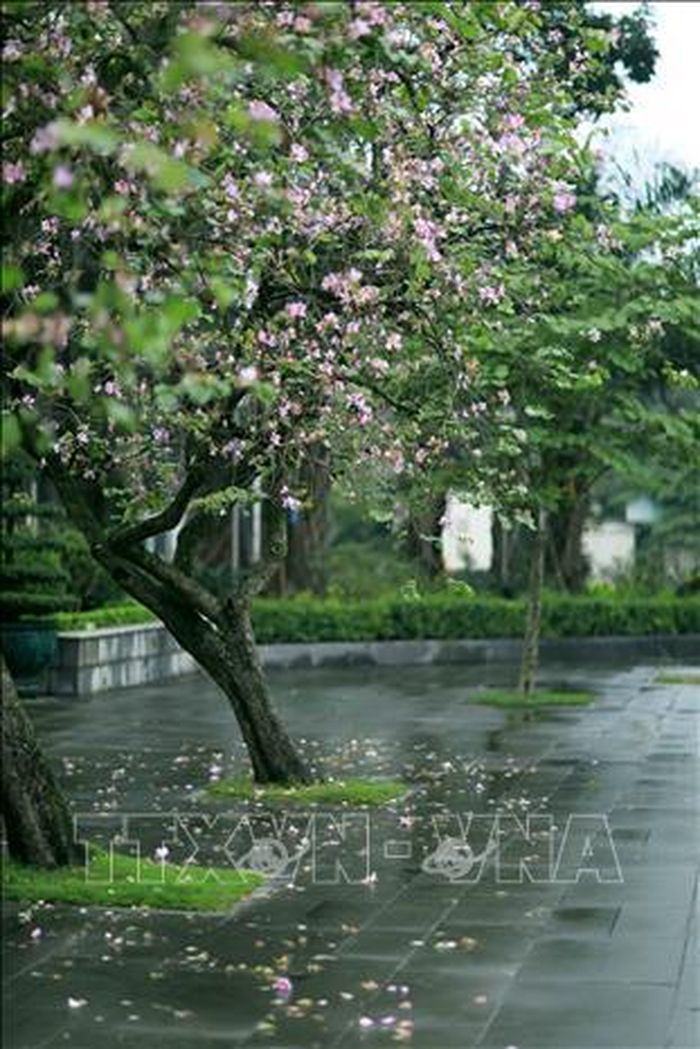 Những hàng cây hoa ban trên đường Bắc Sơn luôn thu hút sự quan tâm của người dân thủ đô.