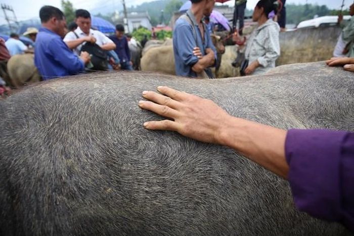 Những người đi mua trâu muốn chọn được trâu ưng ý phải nhìn bằng mắt và sờ bằng tay.