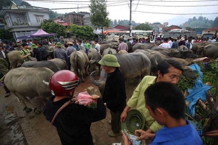 Chợ trâu Bắc Hà (Lào Cai) là chợ trâu lớn nhất ở vùng Tây Bắc.